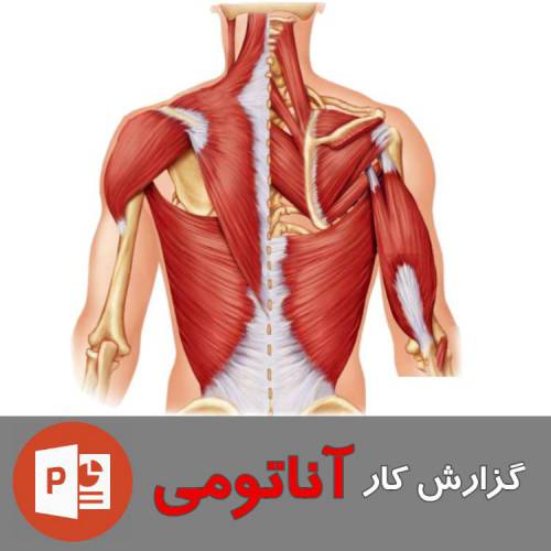 گزارش کار کامل آناتومی